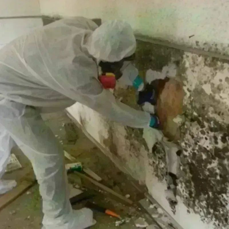 Mold Remediation and Removal in Robertson County, KY